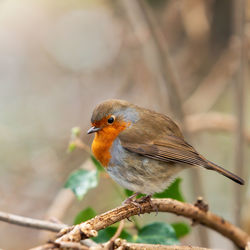 Close-up of bird perching on branch