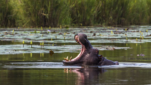 Lizard in a lake