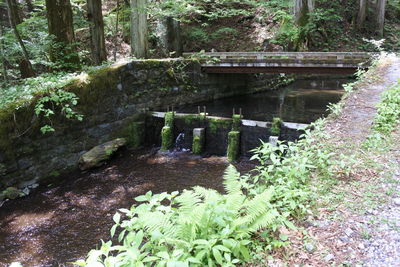 Plants growing by stream in forest