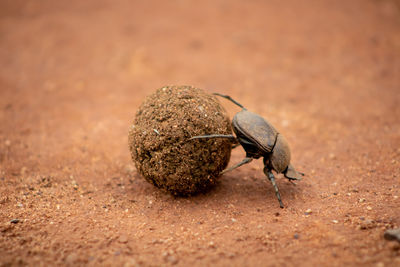 Close-up of dung beetle insect on sand