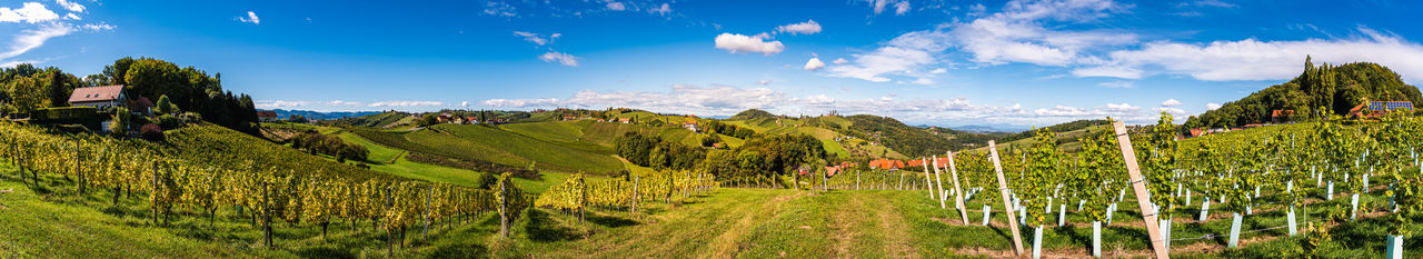 Panoramic view of vineyard against sky