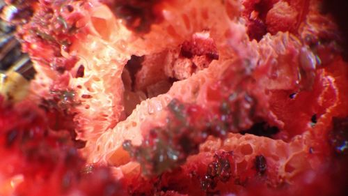 Full frame shot of red chili peppers