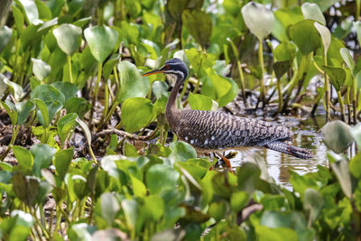 Close-up of bird perching on tree