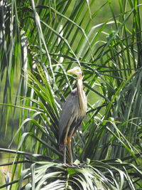 Close-up of a bird perching on plant