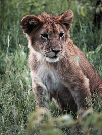 Lion looking away on grass