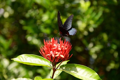 Close-up of butterfly on red flower