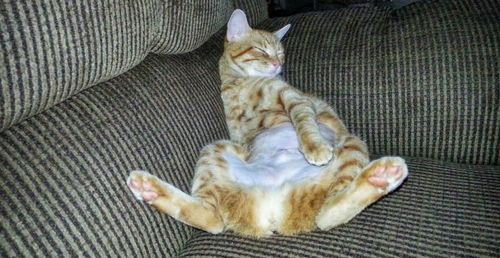 Cat resting on tiled floor