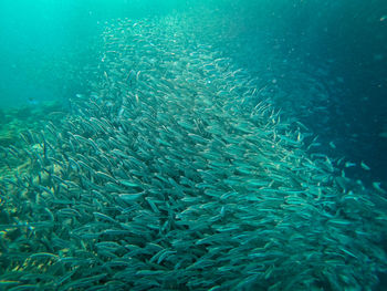 Fish swimming in sea