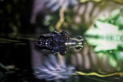 Close-up of a turtle swimming in lake