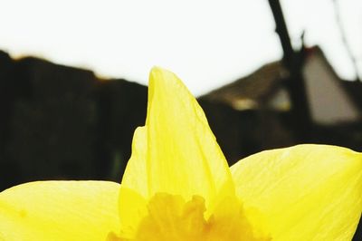 Close-up of yellow flower