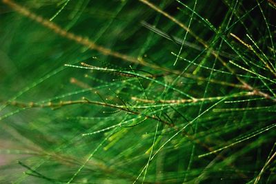 Close-up of spider on web