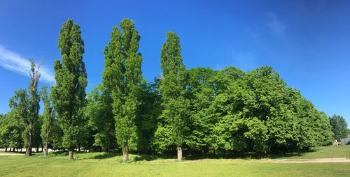 Trees on field against sky