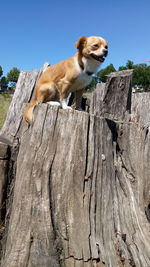 Low angle view of dog on tree stump