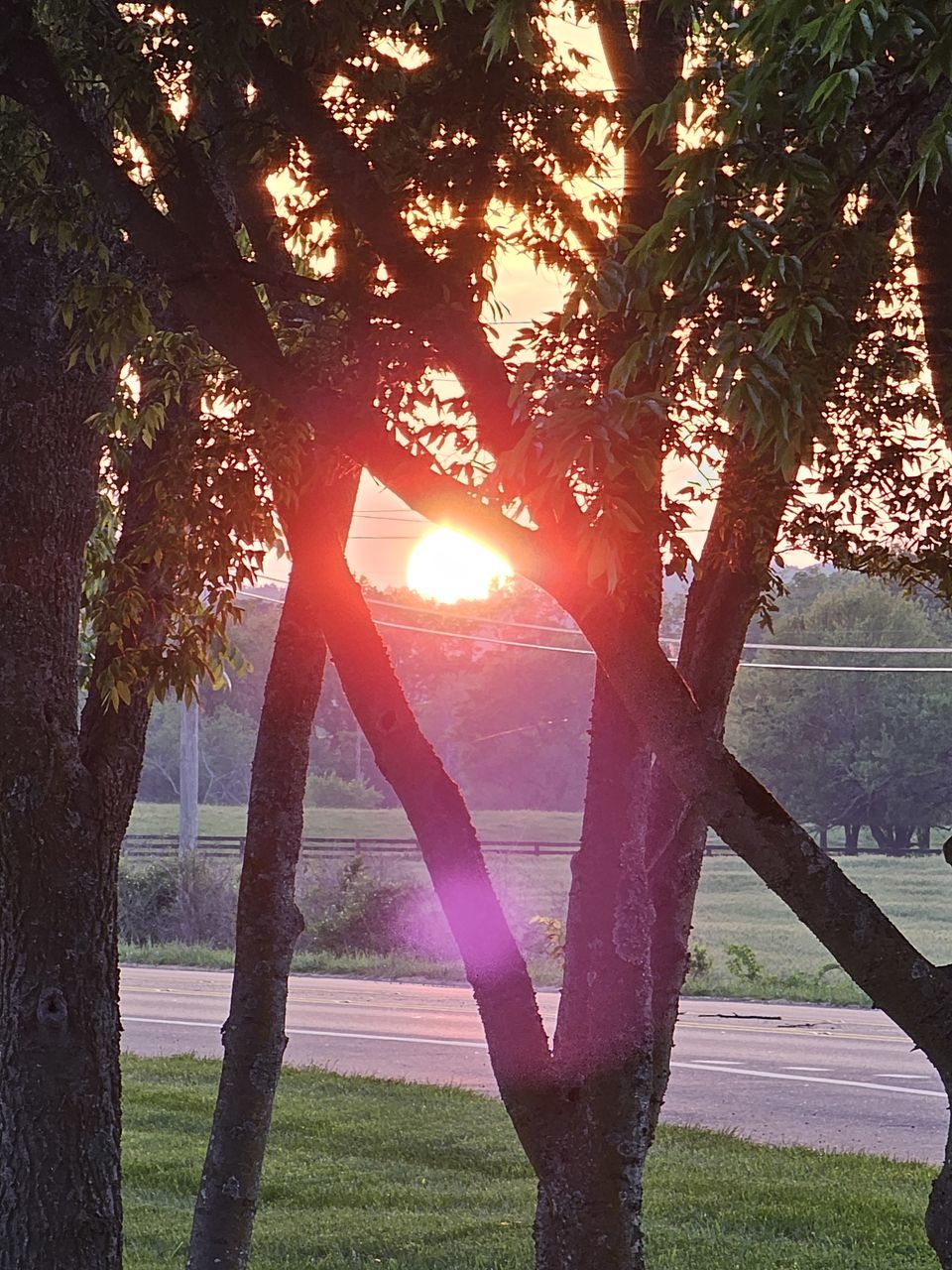 sunlight, plant, nature, tree, no people, light, sunbeam, lens flare, growth, leaf, day, sun, outdoors, beauty in nature, sky, branch, tranquility, flower, low angle view