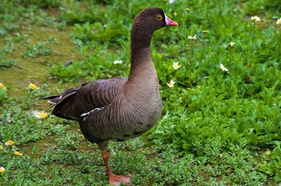 Close-up of a bird on field