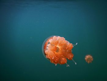 Close-up of orange jellyfish in sea