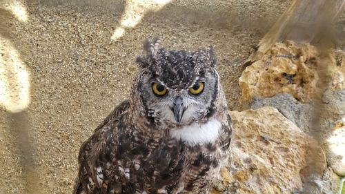 Portrait of owl in zoo