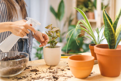 Woman gardeners waterin and cares for the leaves of a plant in ceramic pots on table. home gardening