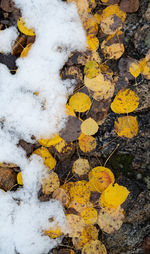 High angle view of yellow leaves on snow covered field