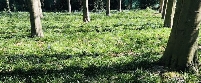 Trees growing in field