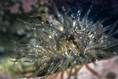 Close-up of wet plants during winter