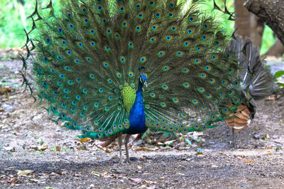 Close-up of peacock