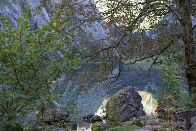 Trees by lake against sky