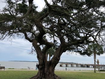 Tree on field by sea against sky