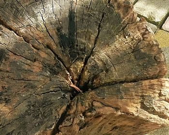 Close-up of tree trunk