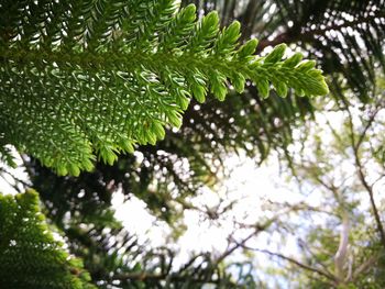 Close-up of green leaves on tree