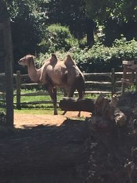 Horse on tree