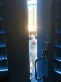 Portrait of cat seen through open door