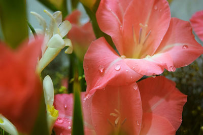 Close-up of wet pink flowering plant