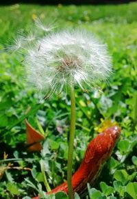 Close-up of dandelion flowers