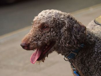 Close-up of a dog looking away