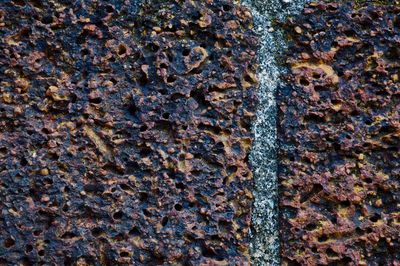Close-up of lichen on tree trunk