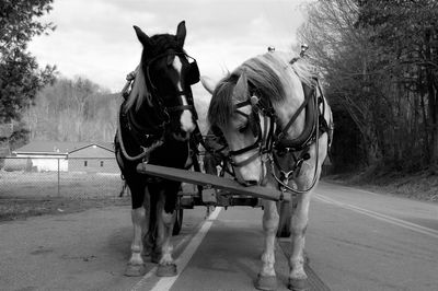 Horse cart on road