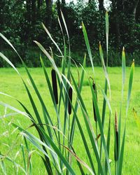 Close-up of plants growing in field