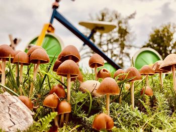 Close-up of mushrooms growing on field