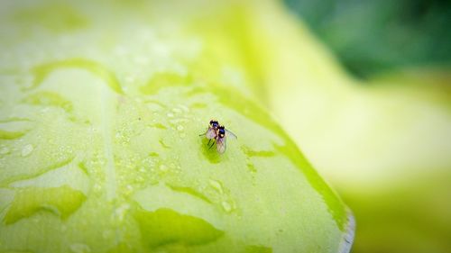 Close-up of insect on leaf