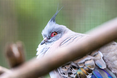 Close-up of a bird