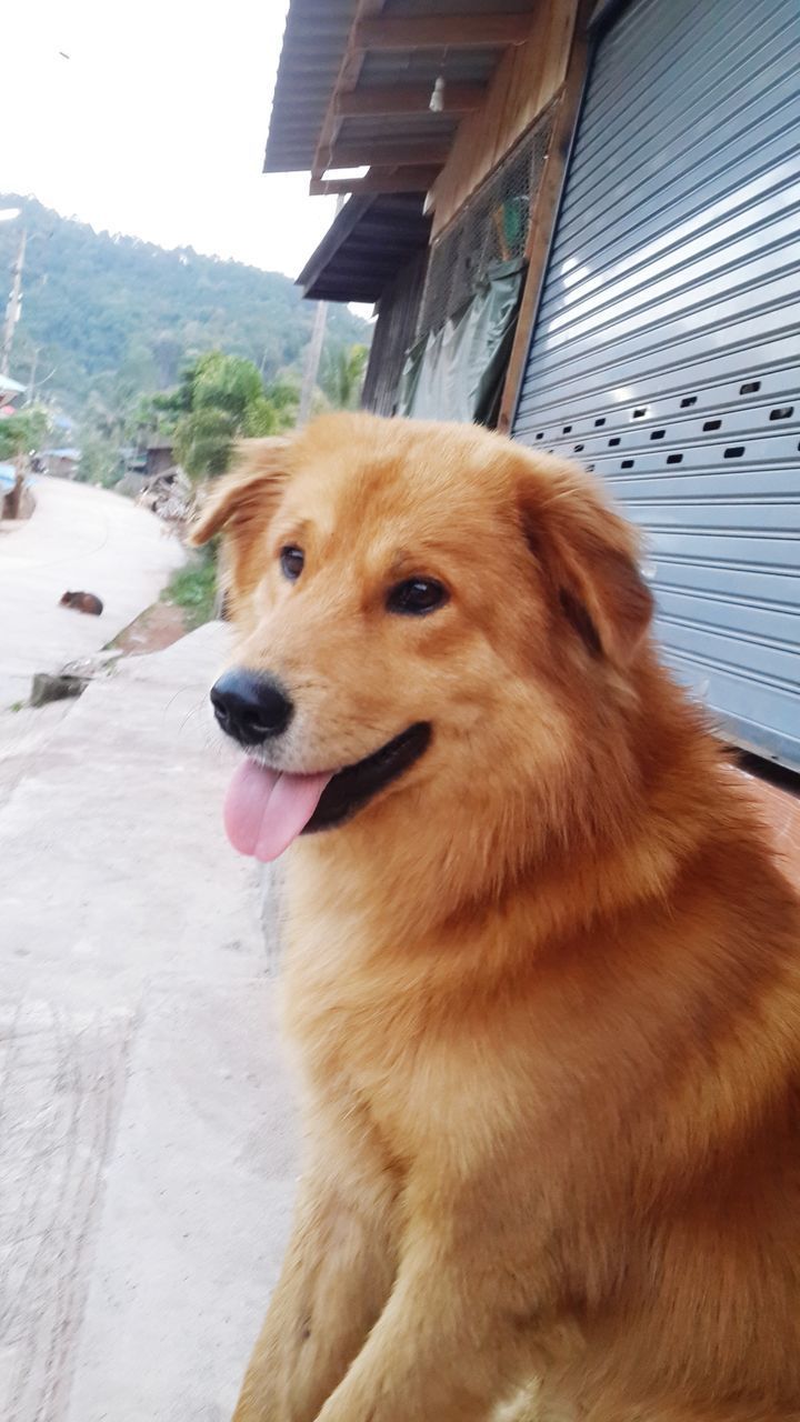 CLOSE-UP OF DOG LOOKING AT CAMERA