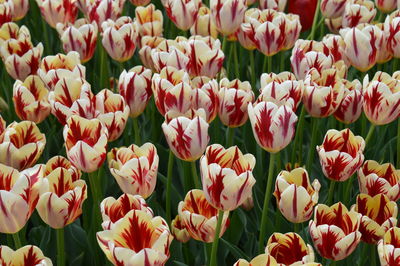 High angle view of tulips