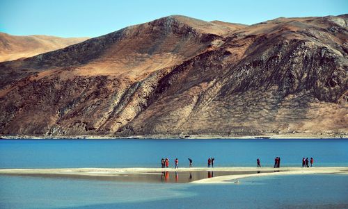 Birds at pangong lake