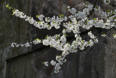 Close-up of white flowering plant against wall