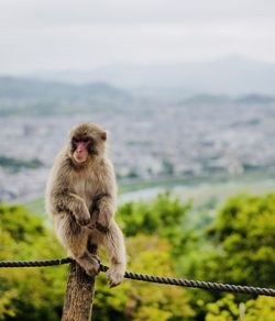 Close-up of japanese monkey 