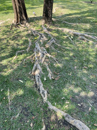 High angle view of trees on field