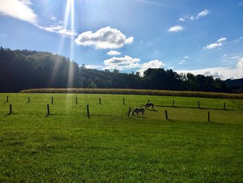 Horses on field against sky