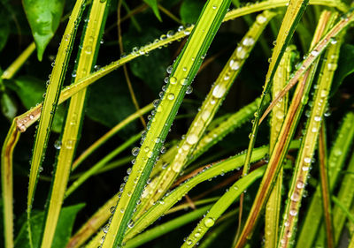 Close-up of water drops on grass