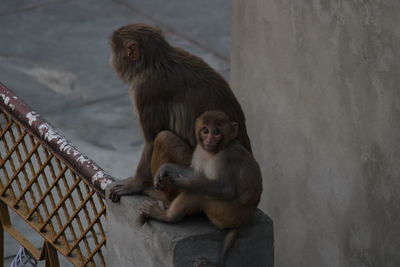 Monkey sitting on a wall
